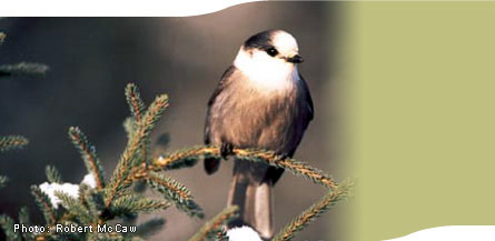 gray jay